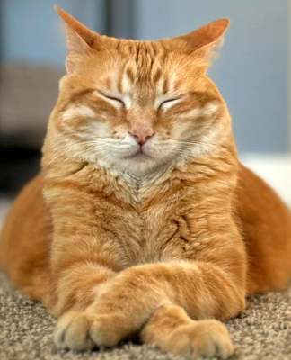 Modern Cat Magazine tweet media