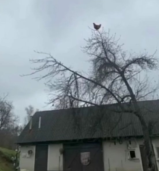 maed🇮🇷 tweet media