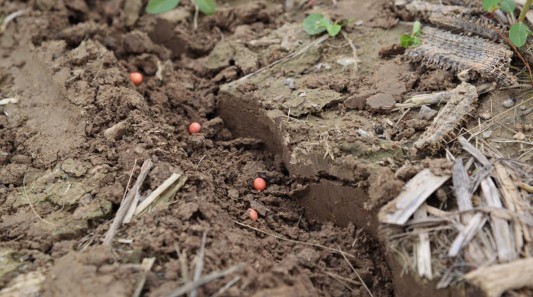 SoyResearchInfo's tweet photo. Get ready for #plant26, and be sure you caught all the February #SoySnippets, sharing #SoyResearch, resources and videos from #USSoy for tips to improve planting: https://t.co/ShNdfBAbBG. https://t.co/lH7yZsus9Q