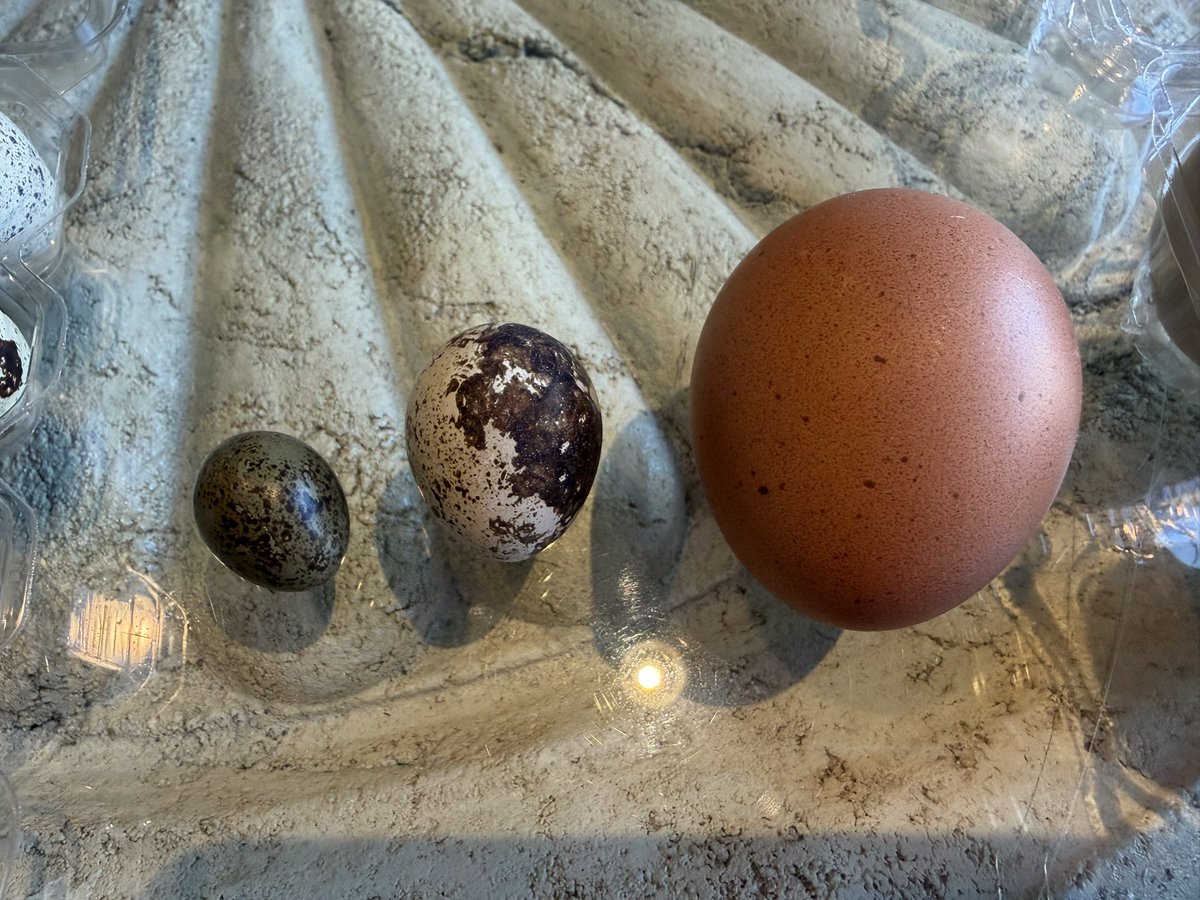 Roast Duck tweet media