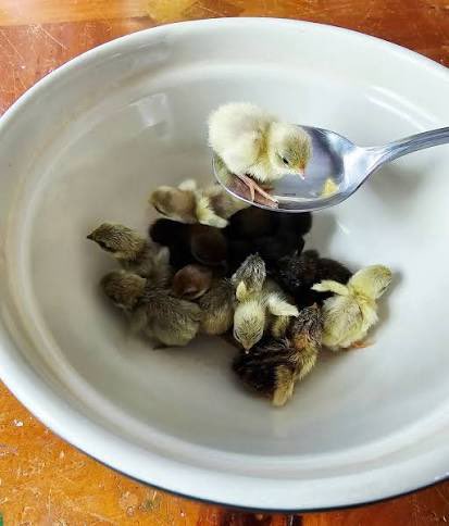 Roast Duck tweet media