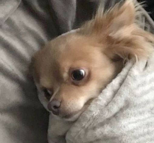 اسکیپر🇮🇷 tweet media