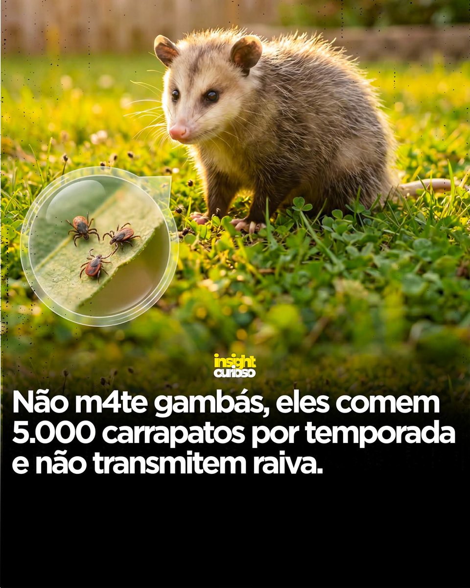 Os gambás também comem cascaveis, escorpiões e jararacas como se fossem batatas fritas.