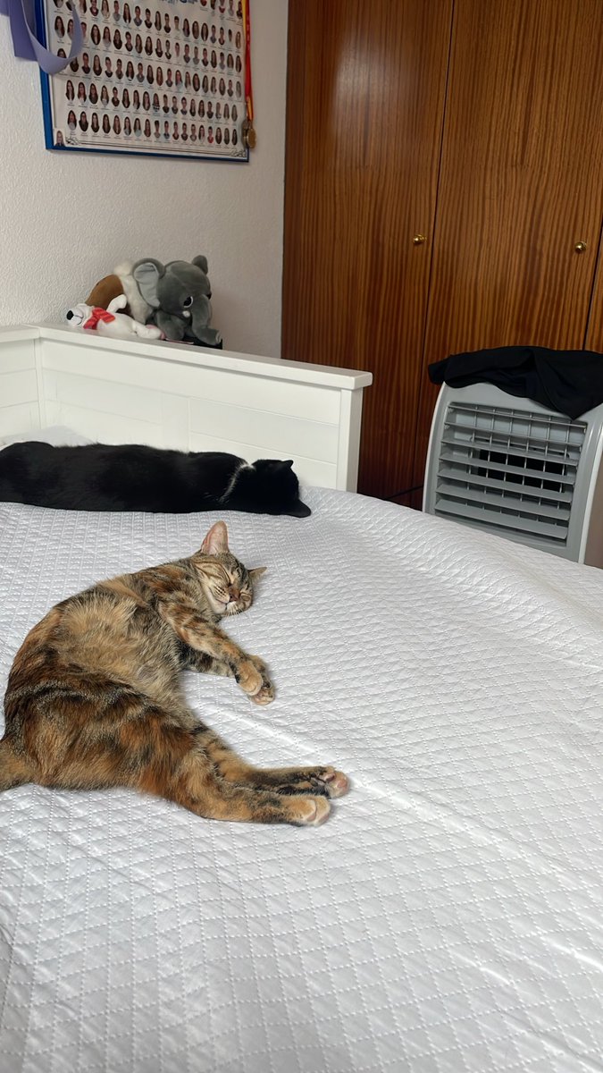 0€. Se la encontraron en la carretera con un golpe en la mandíbula. La ingresamos en el vete y al salir se vino a casa