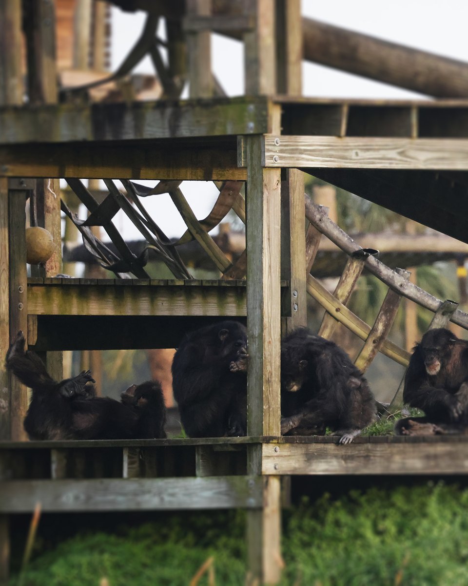 GSGalleries's tweet photo. Imagine being born into captivity.

Imagine your teeth removed and being castrated so you’re easier to control. Ricky likely spent years in entertainment before living alone in a garage.

At Save the Chimps, I saw what remained.

In Silent Thought, I honored that dignity. https://t.co/nGawJVjmA5