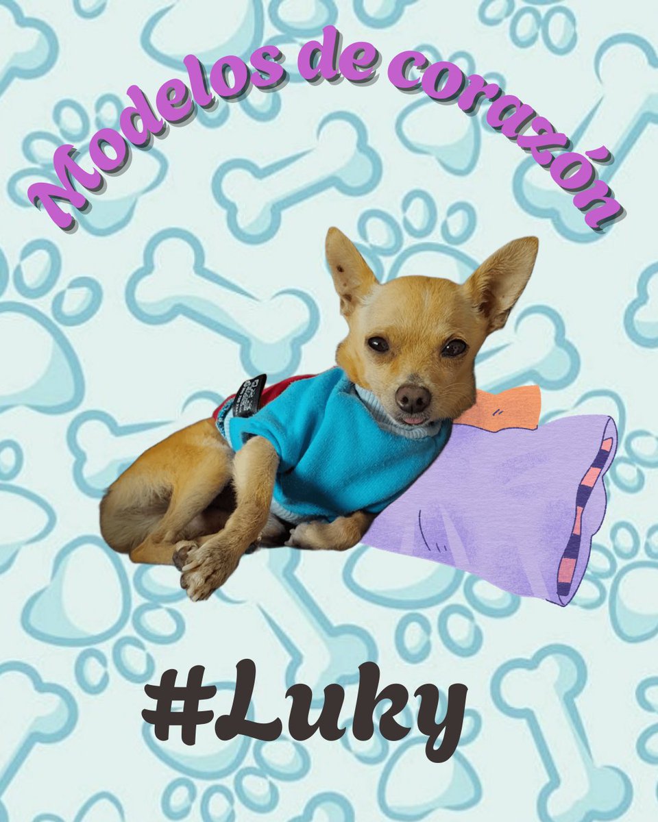 clarol2673's tweet image. La dulzura, el amor y la buena energía; reunidos en un cuerpito mini con un💛 gigante.  #luky un #dogmodel  a través del tiempo.  Gracias por hacer parte de nuestras vidas. 🫂💋🫂💋🙏👍🏻