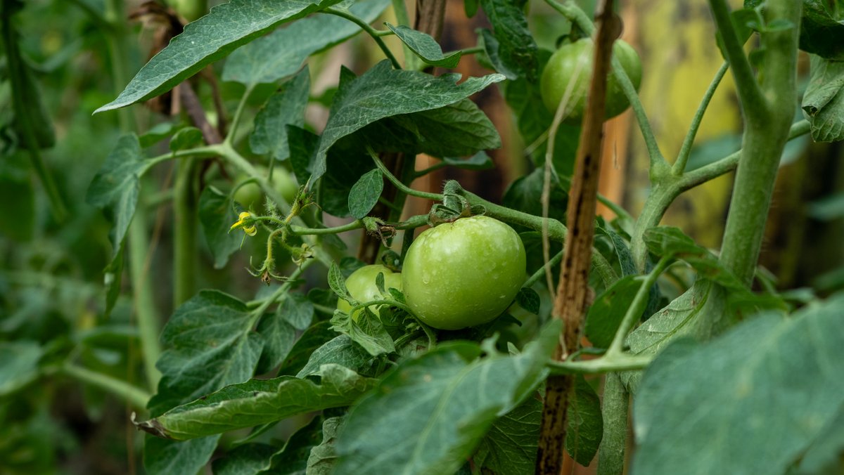 Raising The Village tweet media