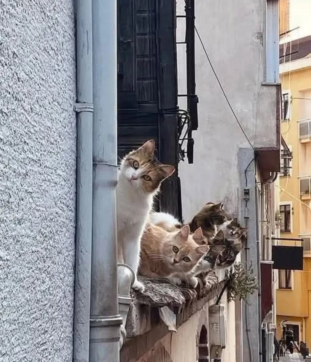 🦊 هنک ویلیامز 🦊 tweet media