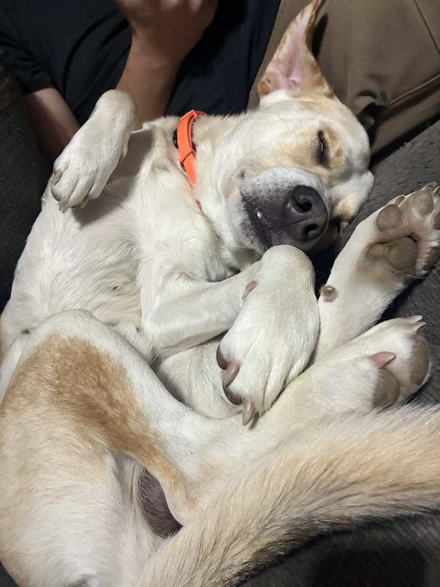 vajitas's tweet photo. Animal update: we added a 4th dog baby to this crazy house https://t.co/2nyV1buPfs
