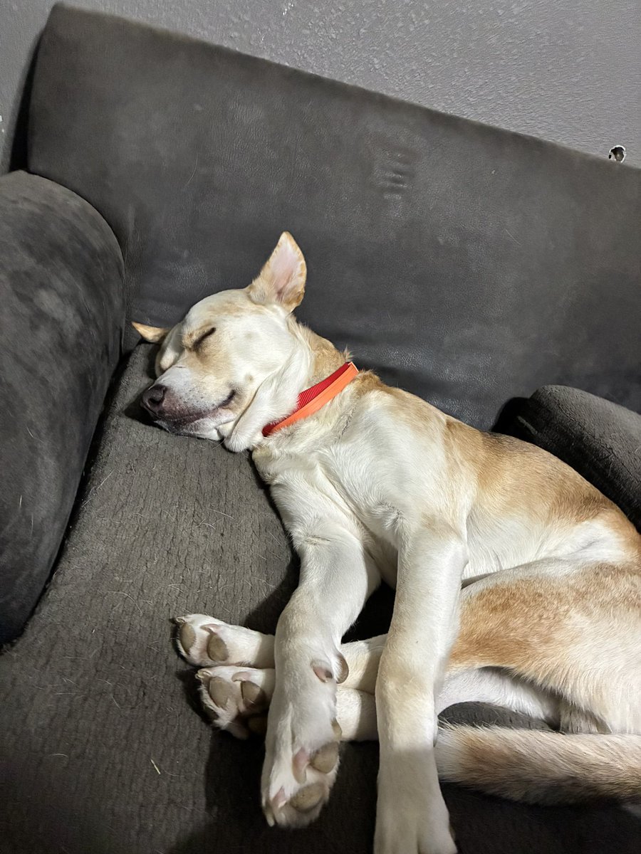 vajitas's tweet photo. Animal update: we added a 4th dog baby to this crazy house https://t.co/2nyV1buPfs