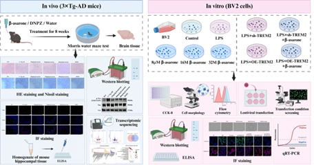 Neural Cell News tweet media