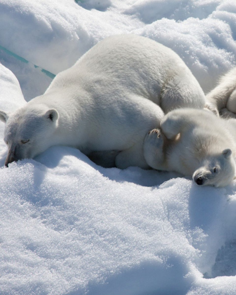 MacGillivray Freeman tweet media