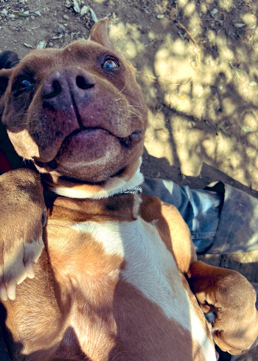 IvanNavaMx's tweet photo. Les quiero presentar a Diana 🐾✨ muchos de ustedes la ya conocen. ✌🏻🩵🍀

Diana es de esas perritas que, a pesar de todo lo que vivió, sigue creyendo en el amor. Es dulce, súper cariñosa, le encanta que le hablen bonito y se derrite cuando la abrazas. Tiene una mirada que te dice “gracias” aunque tú sientas que no has hecho nada.

Pero su historia no empezó así de bonita…

La usaban como fábrica de cachorros. La explotaron, la desgastaron, la tuvieron enferma y sin importarles su dolor. Cuando llegó a nosotros estaba muy mal, física y emocionalmente. Hoy ya está recuperada, está sana, fuerte y lista para empezar una vida nueva — pero esta vez como lo que siempre debió ser: parte de una familia, no una máquina.

Diana merece una segunda oportunidad real.
Un hogar donde la amen.
O un padrino de croquetas que le ayude una vez al mes 🥹

Antes había una persona que apoyaba con sus gastos de estancia, pero ya no. Ahora yo estoy cubriendo todo, y sí pesa. Pero si quieres hacer equipo conmigo para que Diana siga segura, alimentada y cuidada, te lo voy a agradecer de corazón.

Si quieres apoyarla como padrino o madrina de croquetas, puedes hacerlo aquí:

Banamex
Cuenta: 3233565
CLABE: 002180701132335653
Nombre: Ivan Valdes Nava

Si no puedes adoptar, comparte.
Si no puedes donar, difunde.
Pero no la ignores. Porque ella ya fue ignorada demasiado tiempo.

Diana ya sufrió lo suficiente. Ahora le toca ser feliz. 🐶🤍

#RescateAnimal
#AdoptaNoCompres
#AyudaAPerritos
#PerritosRescatados
#ProtecciónAnimal
#RescateCDMX
#AyudaAnimal
#PatitasFelices
#AmorPerruno
#SalvaUnaVida
#NoMásAbandono
#TodosSomosRescate
#AlzaLaVozPorEllos
#AyudarEsAmar
#CausasQueImportan
#MéxicoSolidario
#VidasQueImportan
#Empatía
#AyudaUrgente