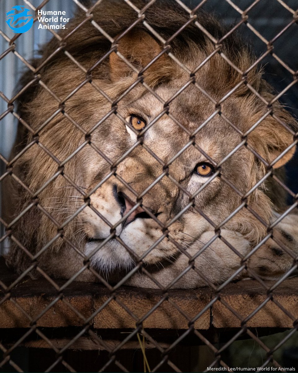 Humane World for Animals Canada tweet media