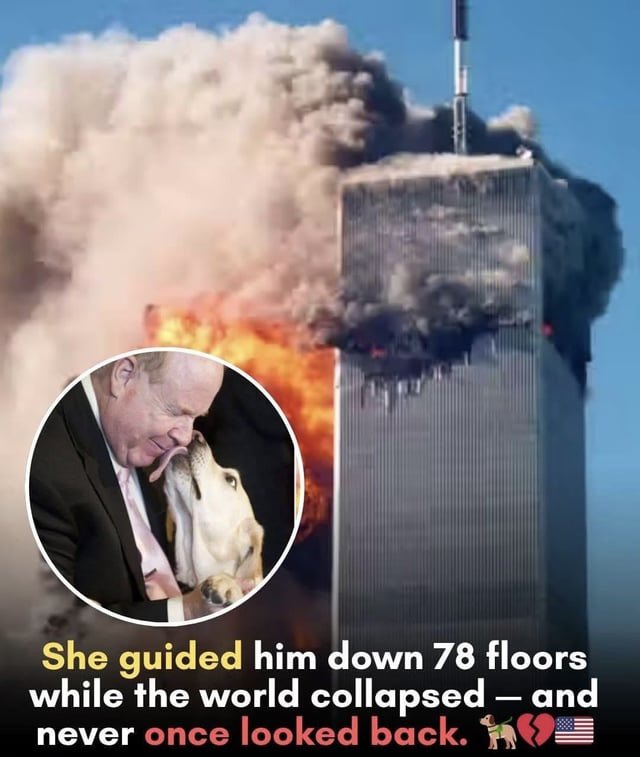Protect_Wldlife's tweet photo. On the morning of September 11, 2001, Michael Hingson sat at his office on the 78th floor of the North Tower of the World Trade Center. 

Blind since birth, he navigated life with confidence, thanks to his yellow Labrador guide dog, Roselle. At 8:46 a.m., American Airlines Flight 11 tore into the building 18 floors above them. The tower lurched. Smoke filled the corridors. Papers and debris rained past shattered windows. People screamed.

Michael couldn’t see the fireball. He couldn’t see the smoke. But he felt the building tremble — and he felt Roselle stand up. She didn’t bark. She didn’t pull wildly. She simply rose, calm and ready. In that quiet movement, he found his answer. Panic wouldn’t save them. Steady steps might.

He called his wife to say he loved her. He swept his office for anyone left behind. He directed coworkers toward Stairwell B. Then he clipped his hand into Roselle’s harness and said the words they both knew so well: forward.

They began the long descent — 1,463 steps through smoke and fear. At the 50th floor, a colleague whispered, “Mike, we’re not going to make it.” Michael answered firmly, “If Roselle and I can do this, so can you.” And so they did. People in that stairwell began to follow the rhythm of a blind man and his dog — one step at a time. No rushing. No chaos. Just trust.

Firefighters brushed past them, climbing toward the flames. Michael and Roselle flattened against the wall to let them through. Many of those brave souls would never return.

When they reached the lobby, debris was falling outside like deadly rain. Moments later, the South Tower collapsed. Roselle guided Michael into a subway entrance, then out into the dust-filled streets. When the North Tower fell behind them, she kept walking. She led him 40 blocks north to safety.

There is one detail Michael always shares. Roselle was terrified of thunder. At home, a distant storm would make her tremble. But that day — surrounded by explosions, sirens, and collapsing towers — she did not shake once. Not once.

In 2004, Roselle developed a blood disorder believed to be linked to the toxic dust she breathed that morning. She retired from guiding but never from loving. She spent her final years surrounded by family, gentle and proud. In 2011, at the age of 14, she passed away.

Roselle could not stop the towers from falling. She could not silence the fear in the stairwell. But she did what heroes do — she led. Through darkness. Through fire. Through 1,463 steps of uncertainty. And sometimes, the bravest soul in the room isn’t the one who can see the danger. the one who feels it… and walks forward anyway.

Roselle, you are a true hero and will never be forgotten ❤️.