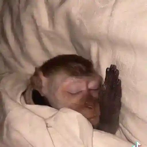 𝐋𝐢𝐥𝐢𝐭𝐡🪷🇮🇷 tweet media