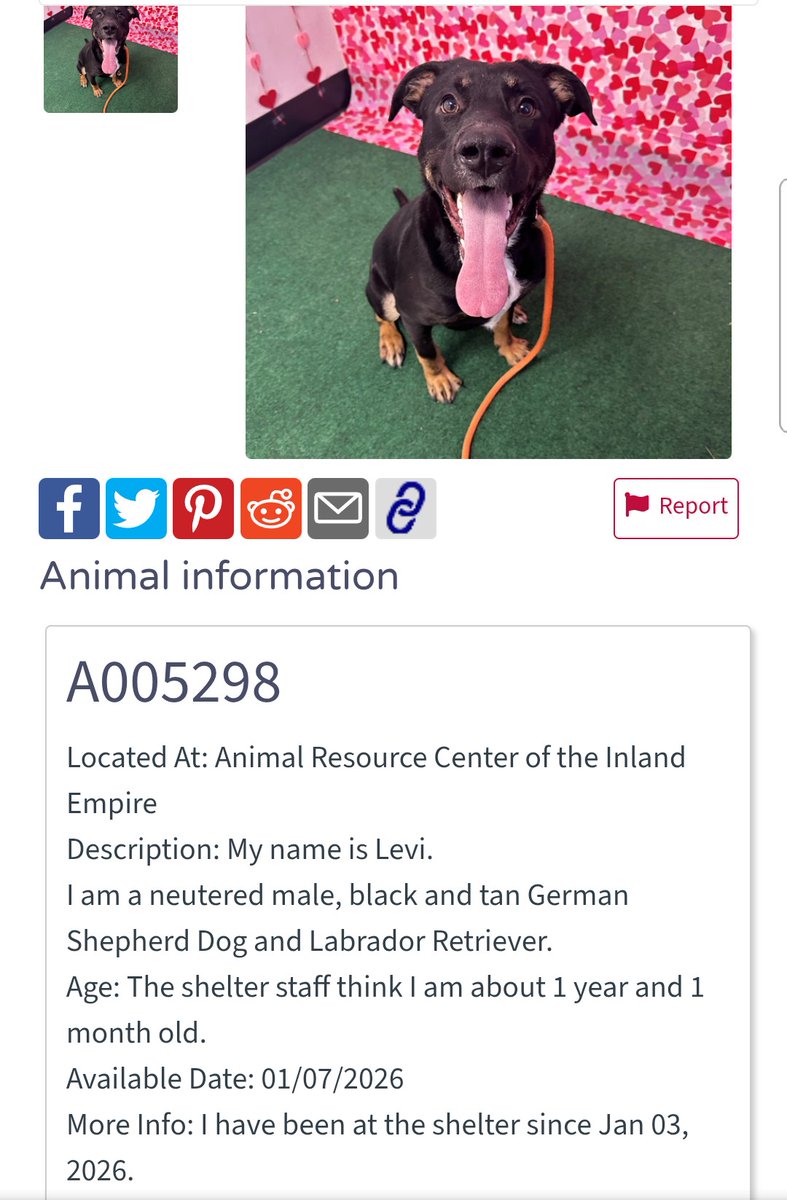 8415_n's tweet image. LEVI #A005298
1yo. #gsd #labrador mix #puppylove

#gsdrescue #labradorrescue #labrescue #gsdlove #sheplove #dogrescue #shelterdog #bff #BestFriend #dog #dogs #ladogs

#ARCOntario #OntarioCA #LosAngeles #LA #CA #SoCal #NorCal #pnw 

Animal ID: A005298 24Petconnect.com/DetailsMain/AR…