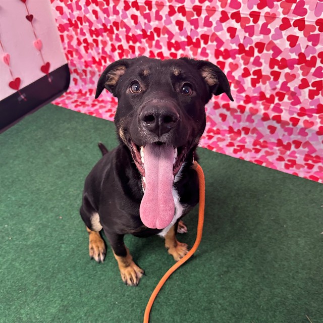 8415_n's tweet image. LEVI #A005298
1yo. #gsd #labrador mix #puppylove

#gsdrescue #labradorrescue #labrescue #gsdlove #sheplove #dogrescue #shelterdog #bff #BestFriend #dog #dogs #ladogs

#ARCOntario #OntarioCA #LosAngeles #LA #CA #SoCal #NorCal #pnw 

Animal ID: A005298 24Petconnect.com/DetailsMain/AR…