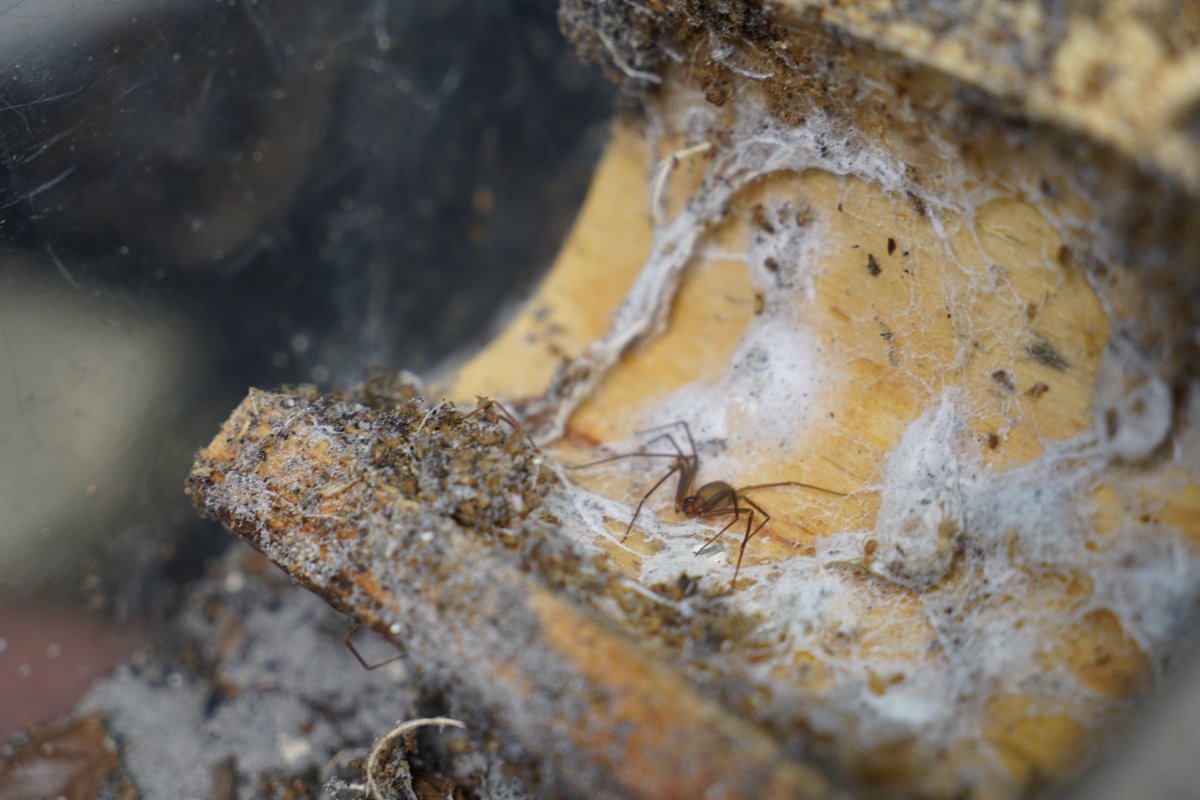 University of South Florida tweet media