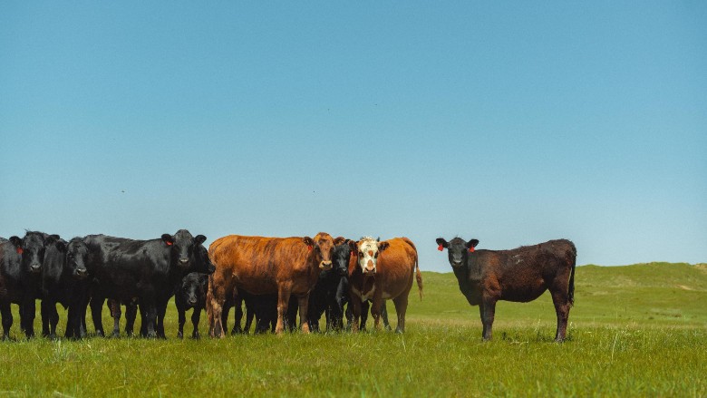 National Provisioner tweet media