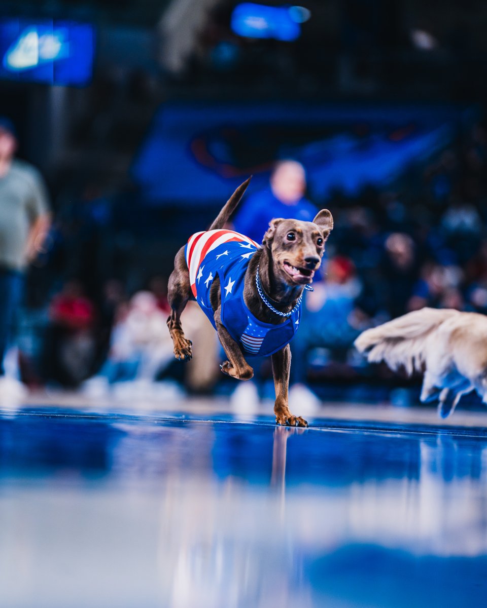 DePaulAthletics's tweet photo. There’s always something brewing at @WintrustArena 👀🔵

Basketball with a side of cuteness. 

Limited games remaining: https://t.co/CzVCBf7TFi https://t.co/SQMqOO0yP7