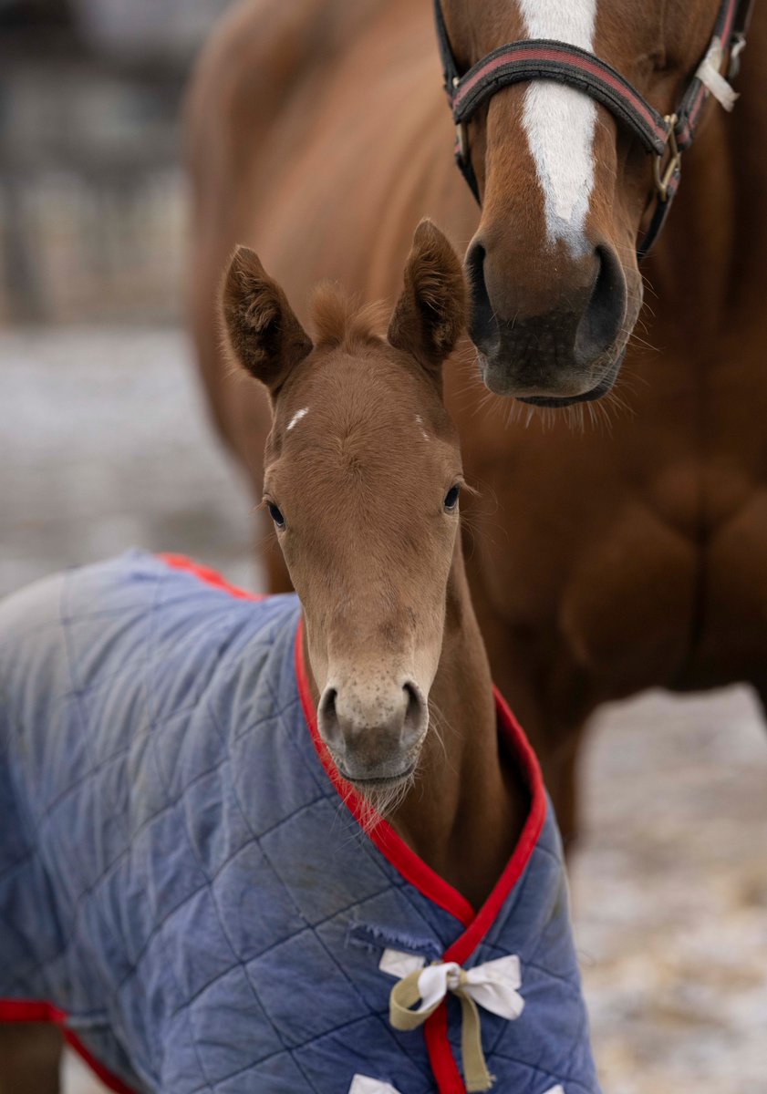 オルペ (@orfevre_2008514) / Posts / X