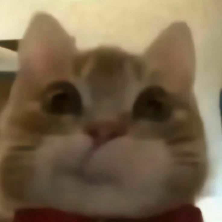 NephlimOnyx's tweet photo. Allo, new pinned
♤ Kai
ִ♤ 22 he/him, straight
ִ♤ minecraft, Phasmo, Outlast trials, REPO (let's co/op)
ִ♤ jjk, OP, Gachiakuta (let's watch shi together)
ִ♤ #nsfwtwtًً sometimes
♡/rt = moots
MDNI (no age= no interaction)
DM TO PLAY
#promotwt #moothunt #Anitwt #gamingtwt https://t.co/c4YeLsWOwE