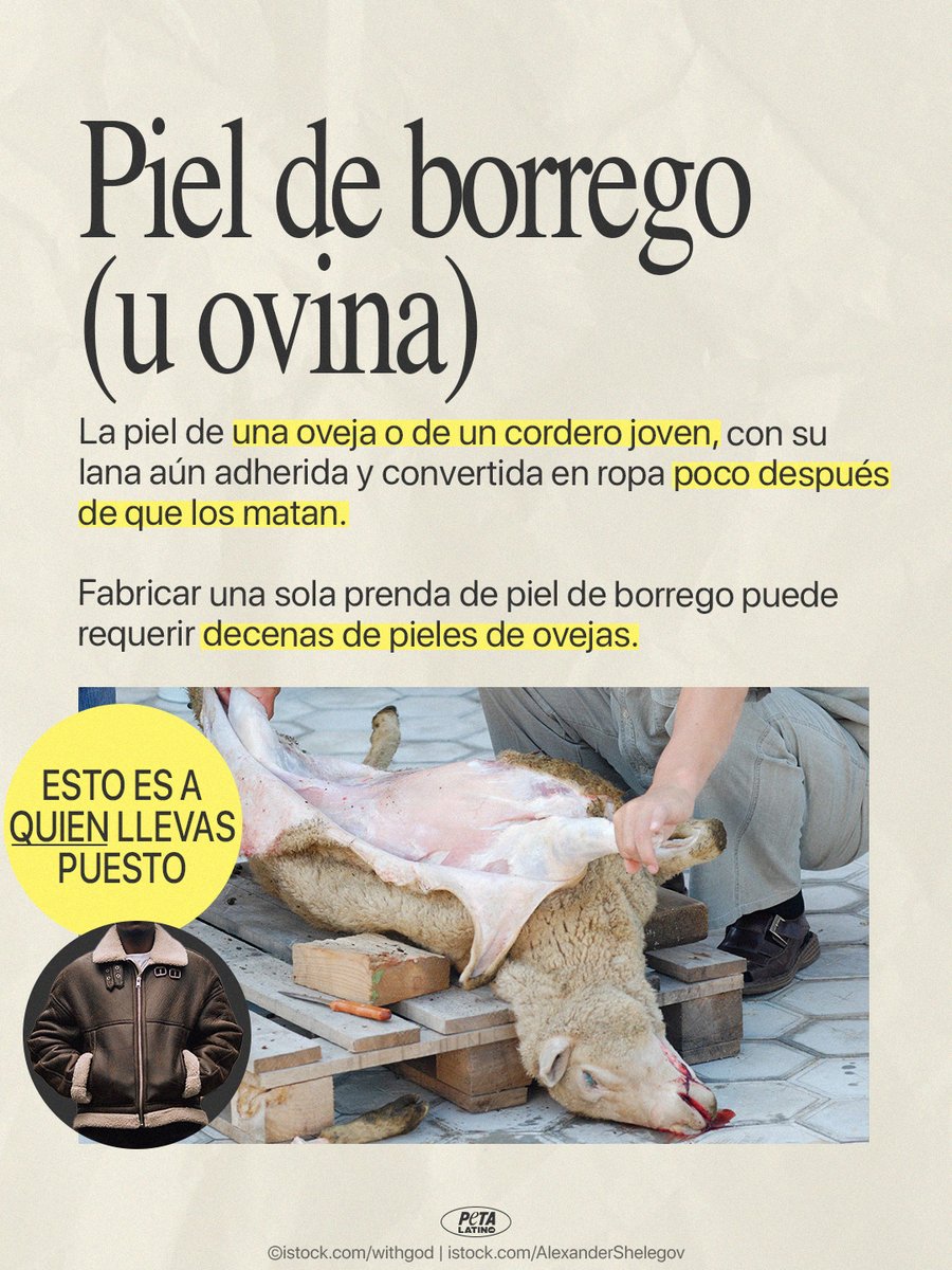 PETA Latino tweet media
