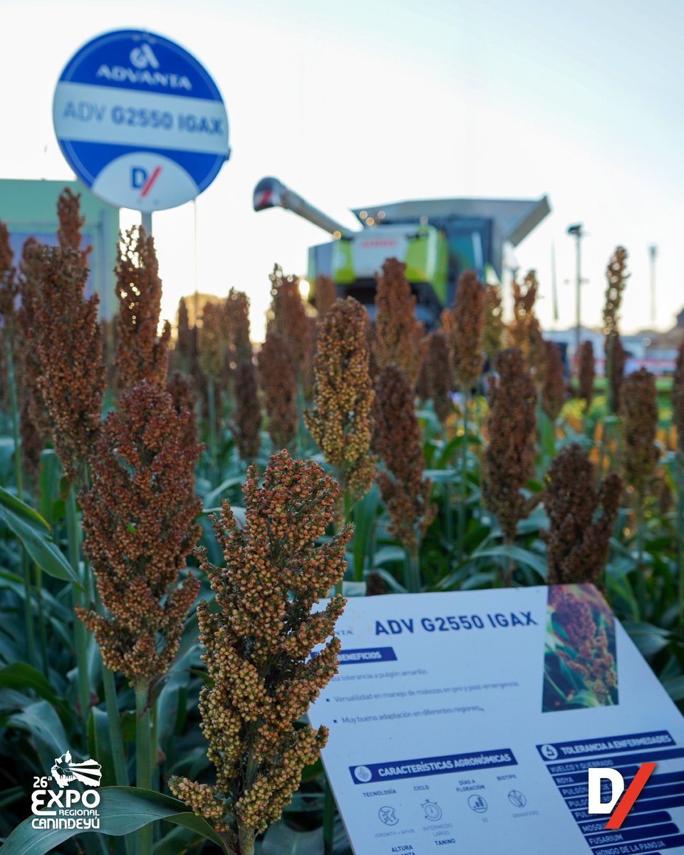¡Viví la experiencia de la Expo Canindeyú 2026 con nosotros! 🌾✨

Un espacio para conectar, innovar y descubrir soluciones que impulsan cada hectárea hacia el máximo rendimiento. 🌱🚜

#ExpoCanindeyú2026 #Expoferia2026 #InnovaciónAgrícola #DesarrolloDelCampo #Agronegocios