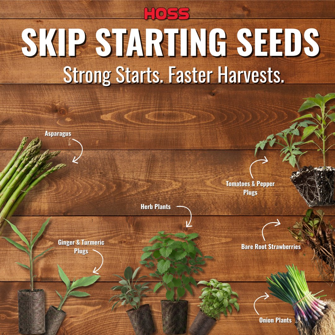 No time to start seeds? We got ya covered! Let's Get Dirty! From Asparagus, Onion Plants, Herbs, Tomatoes, Peppers, Ginger and more! Strong Plants mean even stronger harvests! 

#growyourownfood #getdirty #gardening #gardeners #hoss #growhoss #backyargrocerystore