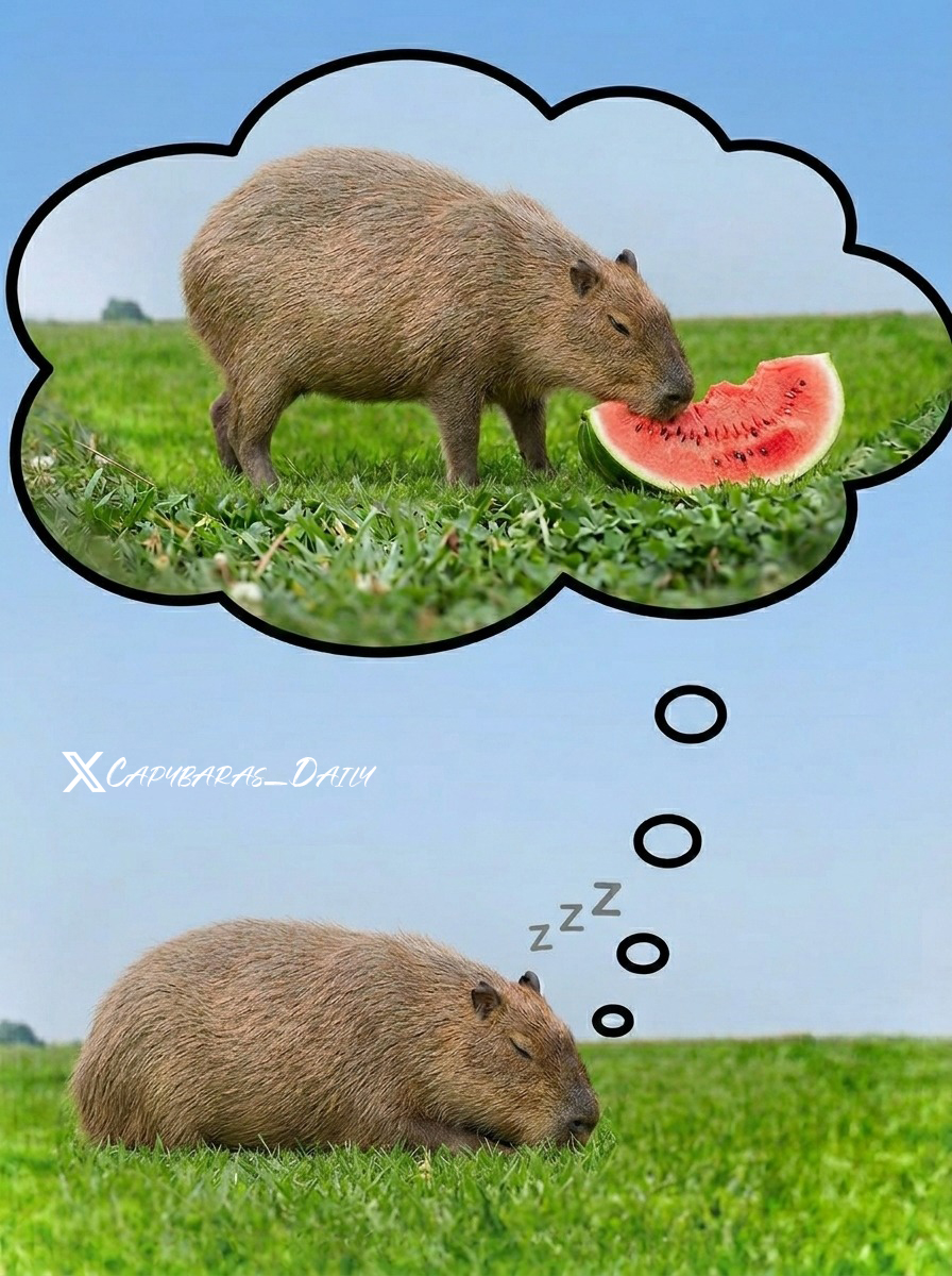 Capybara tweet media