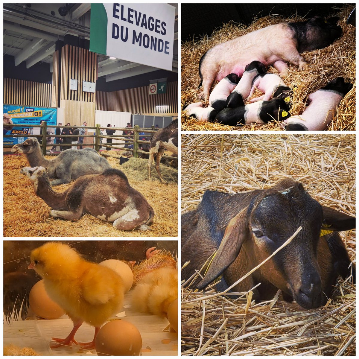 ✨Lyly✨ tweet media