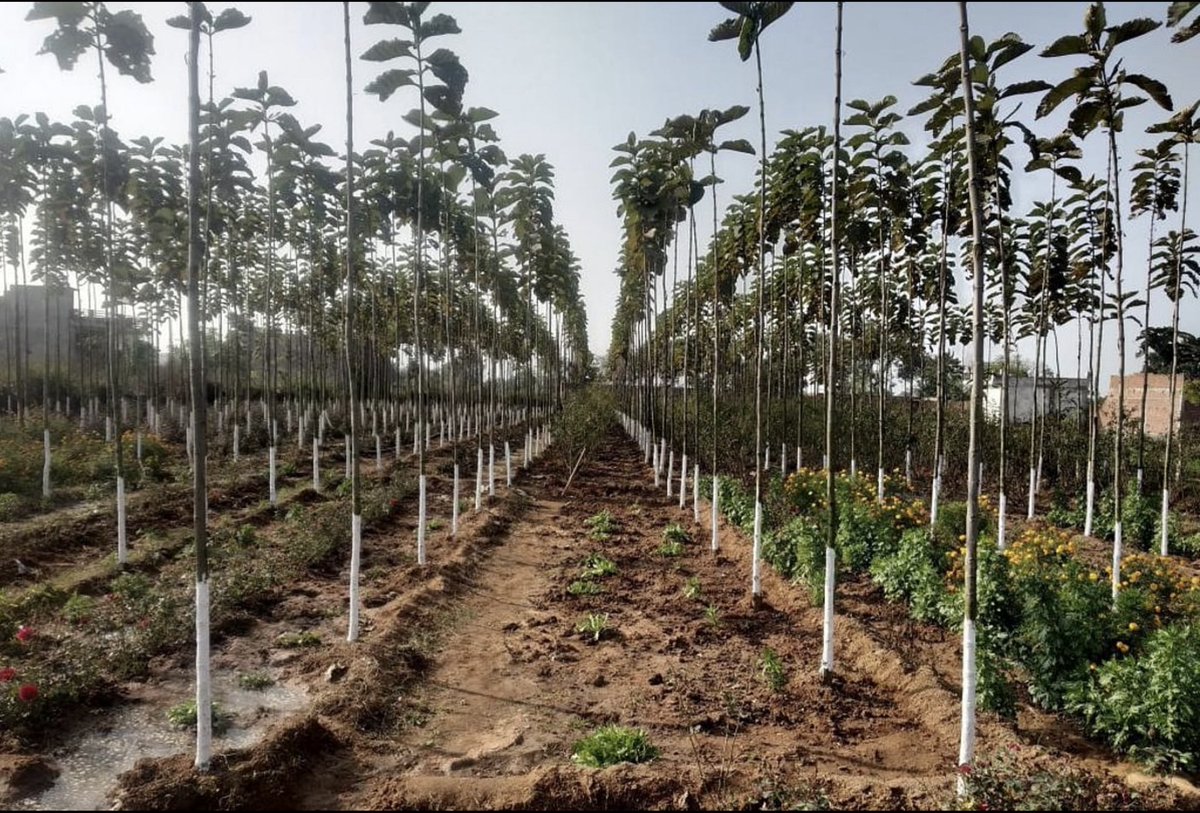 HOW I PLAN TO TURN #10M NAIRA INTO $1M DOLLAR PASSIVE GENERATIONAL WEALTH 

This is a retirement plan for the younger guys and older guys can plan it for their children also

The Goal is to plant 1,000 iroko trees (Milicia excelsa) on 20 acres of land

Now let me do the breakdown