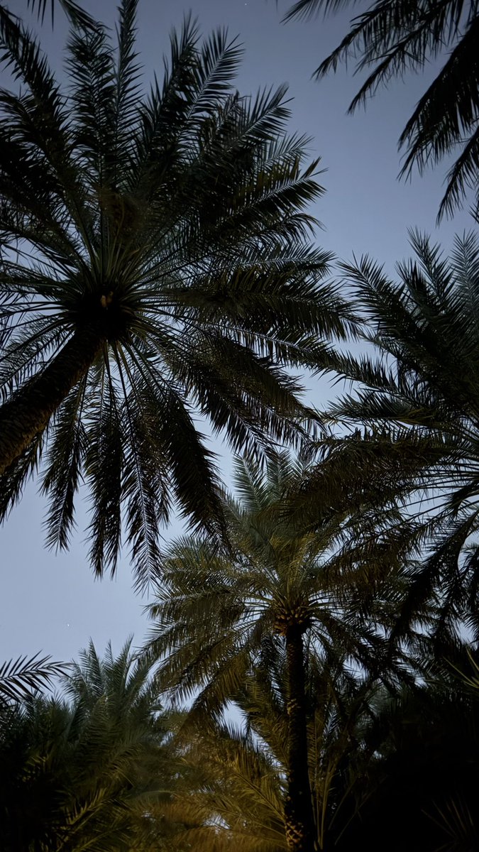 Lil Wayne tweet media