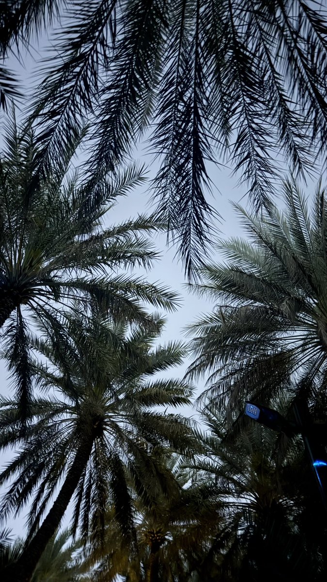 Lil Wayne tweet media