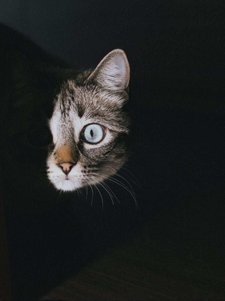 03Loaay's tweet photo. @DailyCatsX https://t.co/9IJ06ZoXgw