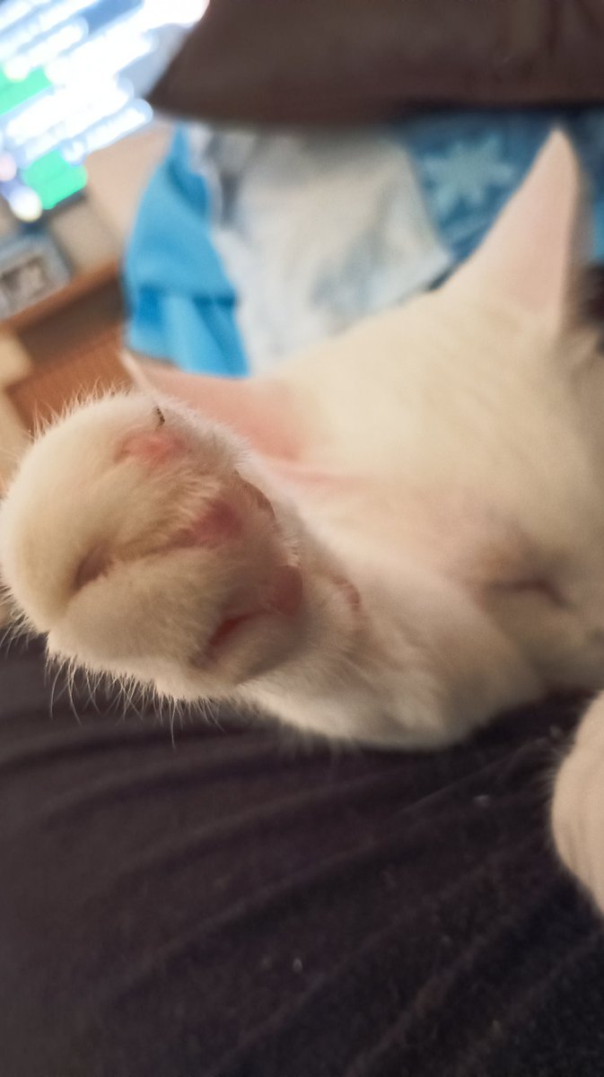 oMaikos's tweet photo. Olhe meu gato! https://t.co/iGIof2cHiI