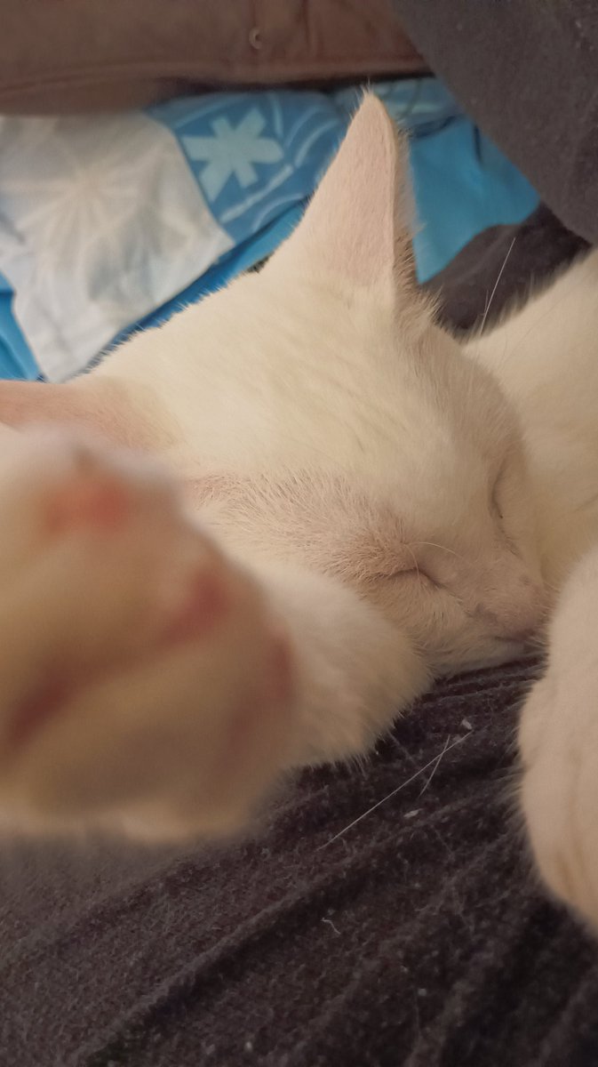 oMaikos's tweet photo. Olhe meu gato! https://t.co/iGIof2cHiI