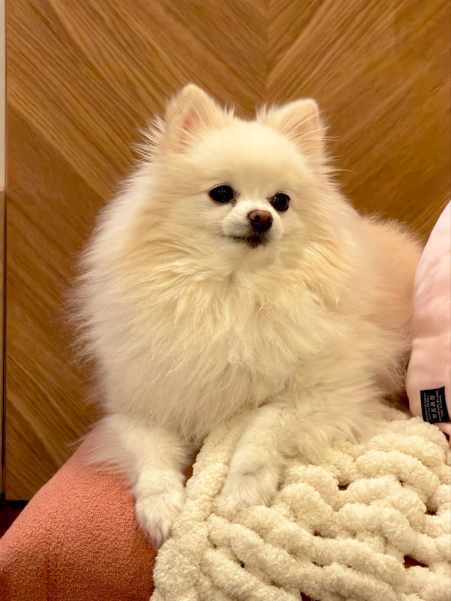 lily🌸 tweet media