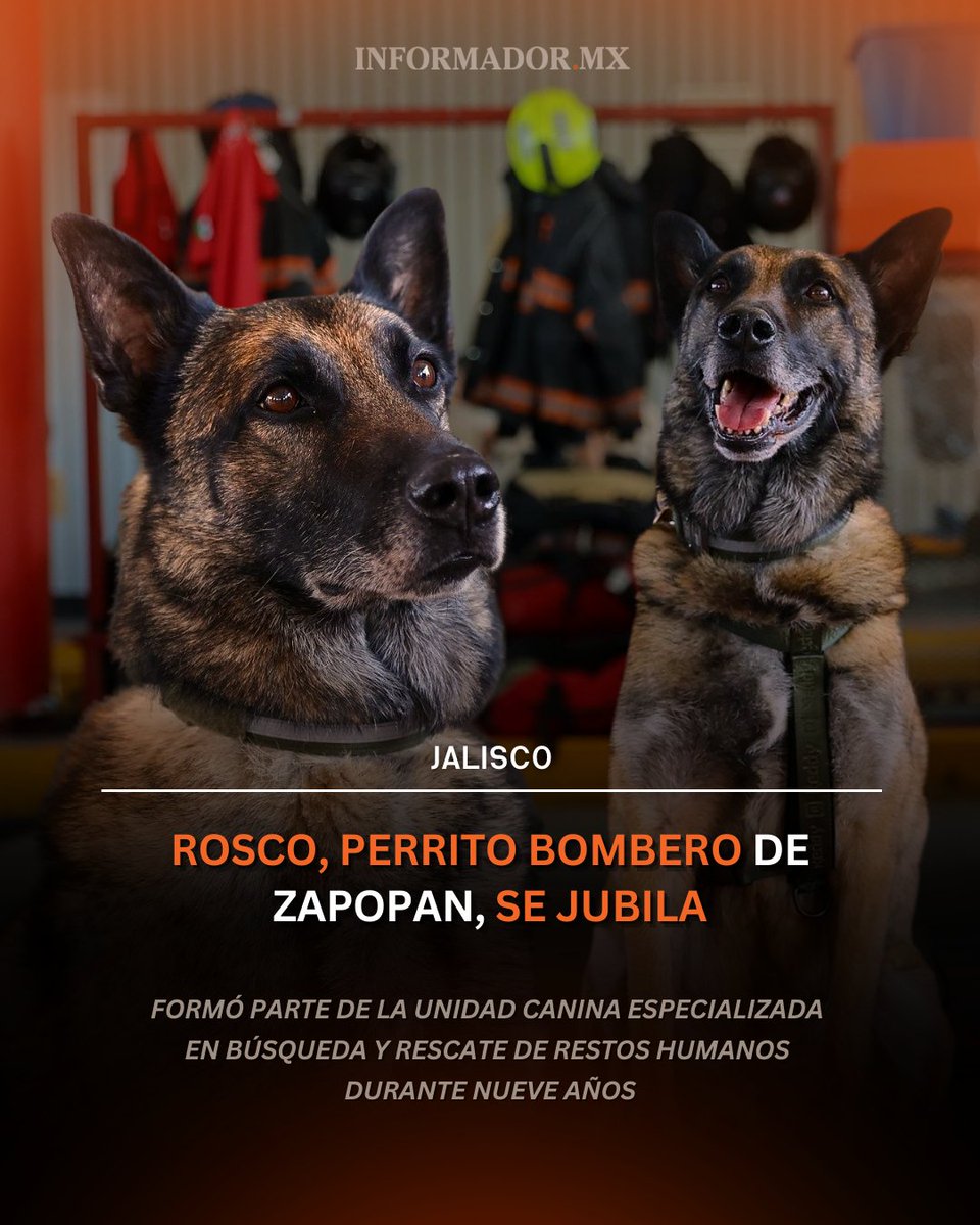 informador's tweet photo. ⛑️ 🐕‍🦺El Gobierno de Zapopan reconoció la trayectoria del perrito Rosco. Formó parte de la Unidad Canina especializada en búsqueda y rescate de restos humanos durante nueve años; tras casi una década de trabajo y entrega, regresa a casa con todo el cariño y orgullo zapopano.🫂 https://t.co/rC1FunWIW0