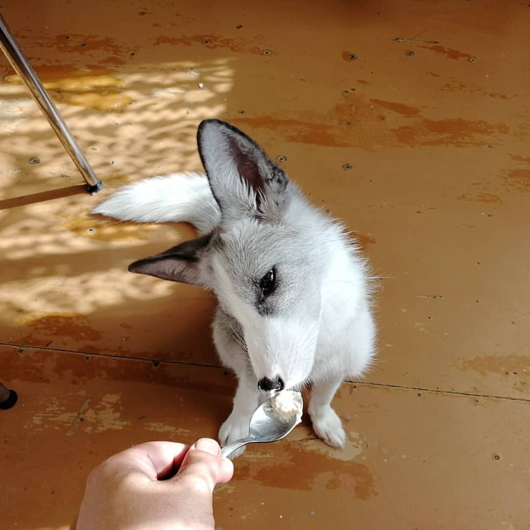 Platinum Foxes tweet media