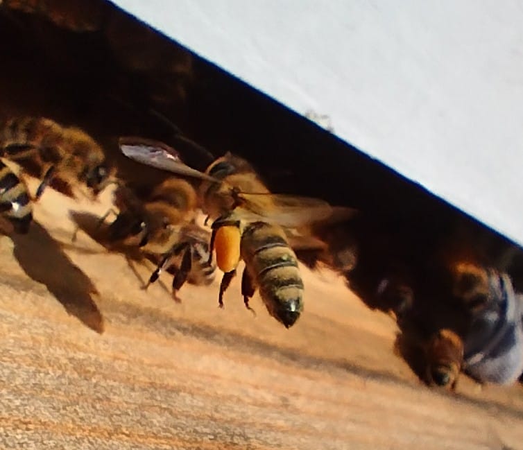 PerfectBee's tweet photo. We've launched our new Homepage!
Bees know their way home—better than we ever imagined. 🐝
See the latest research + early spring prep tips in this week’s PerfectBee Buzz:
https://t.co/jjECndel8K https://t.co/ss8mJCtzrK