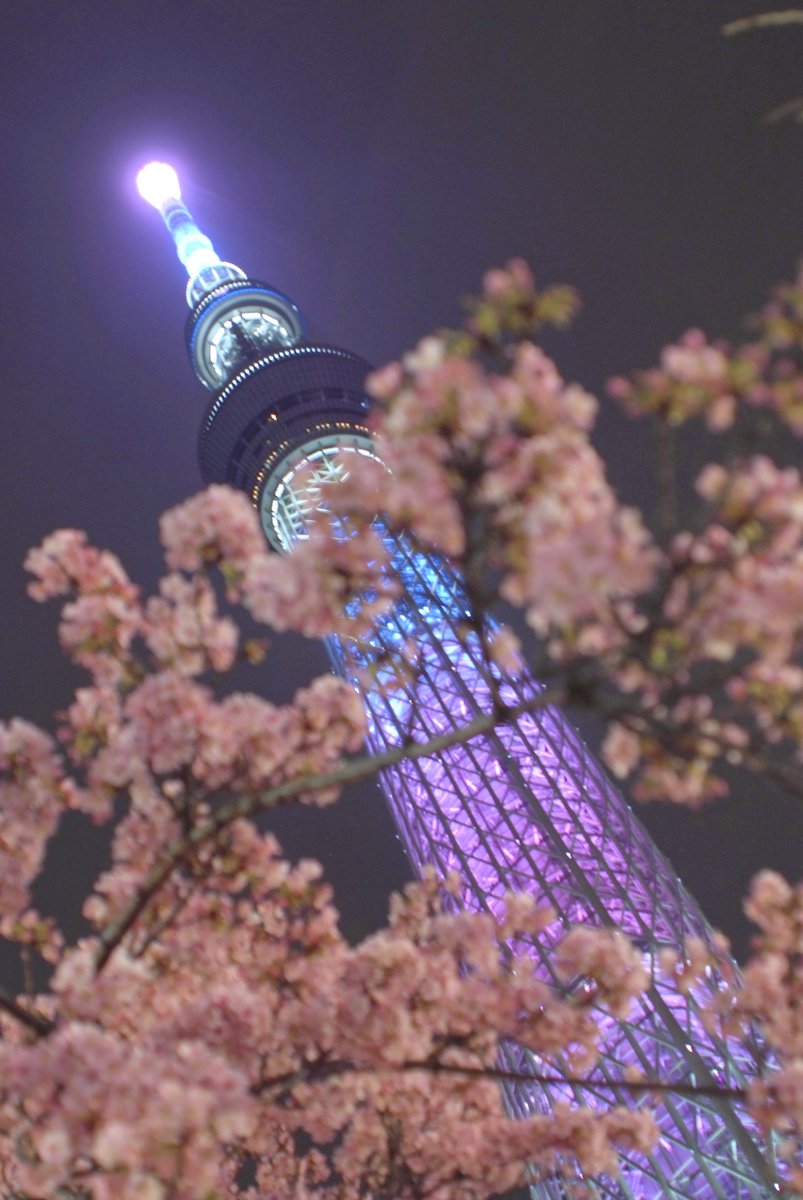 fujifuji_fave's tweet photo. ＼(´・∀・｀)／んバッようございます！

昨日のピンポイント🌸スポットはスカイツリーでした🤭
ハスカップさんでおなじみ？の桜額縁構図のポイントは長蛇の列😇
なので額縁は即諦めて🌸絡みで！🤣w

ささ、鳥活鳥活♪👍🐦✨

#S5Pro #SuperハニカムCCD #12MPフォト https://t.co/DVRadRCFxa
