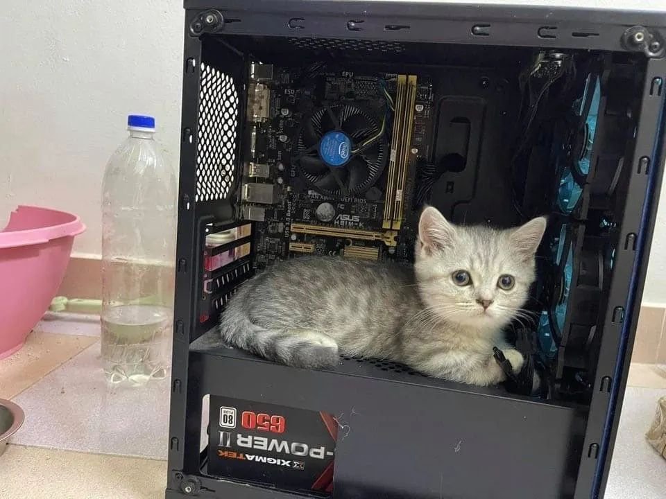 PunchingCat's tweet photo. https://t.co/o2n5vwY7VN