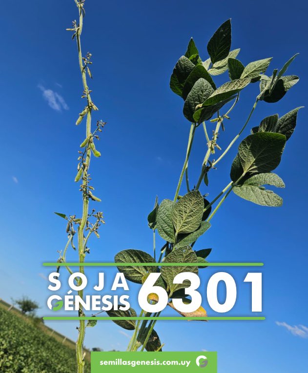 Semillas Génesis tweet media