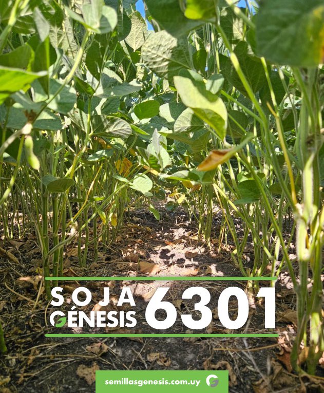 Semillas Génesis tweet media