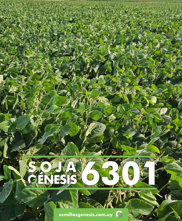 Semillas Génesis tweet media