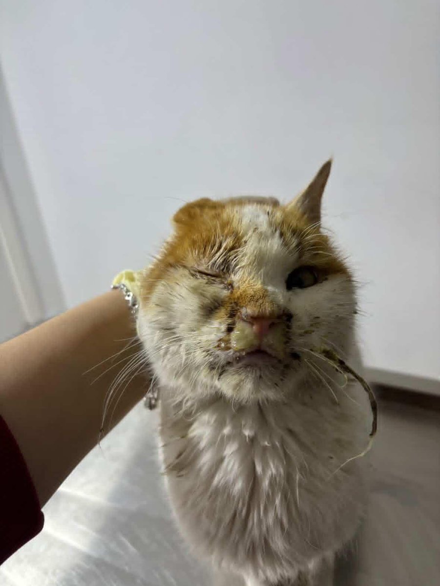 Catslovers44557's tweet photo. İnanın imkansızlık içinde imkan yaratmaya çalışıyorum. Çok zor durumdayım. Lütfen yardım edin lütfen. https://t.co/yB61OnPEX3