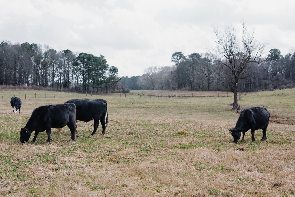 Tritt Realty tweet media