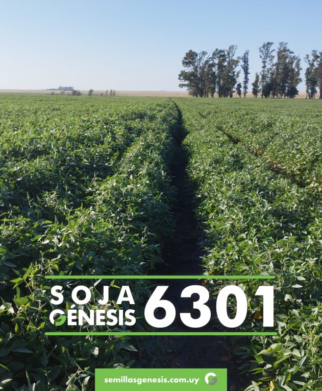 Semillas Génesis tweet media